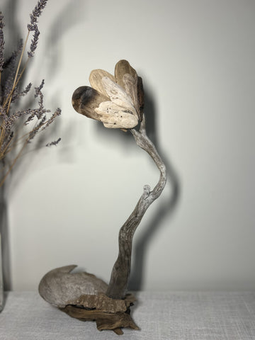 Driftwood Tulip