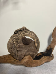 Driftwood Snail