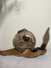 Driftwood Snail