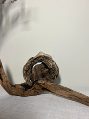 Driftwood Snail