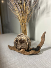 Driftwood Snail