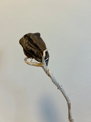 One of a Kind Driftwood Tulip
